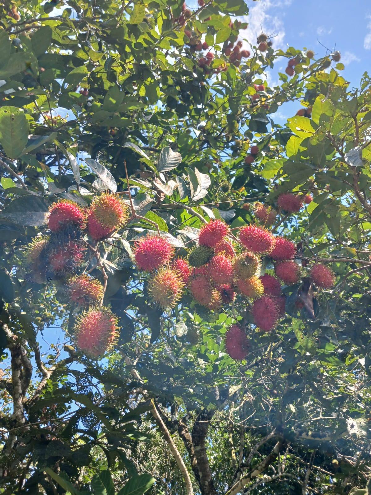 Fresh harvest of Rambutan Klotok