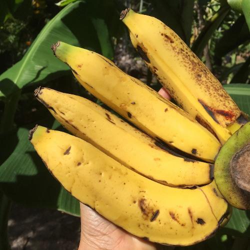 BANANA