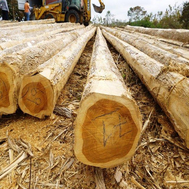 Wholesale Custom Teak Wood Logs Pine and Red hard wood/Hot Sales eucalyptus wood log with cheap price for World market