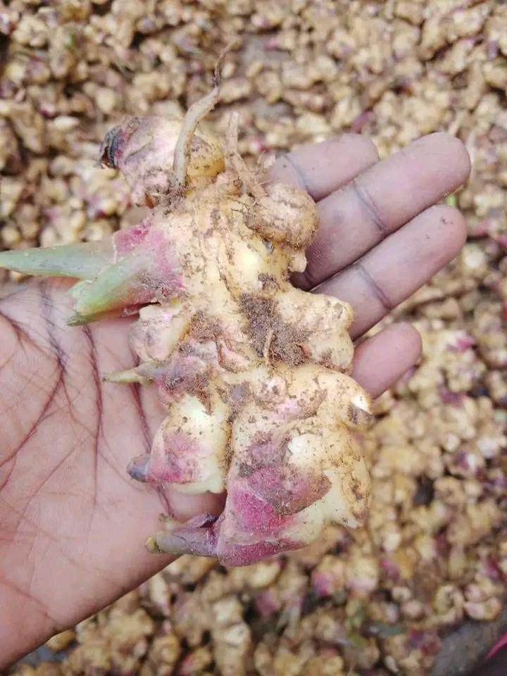 Vegetables