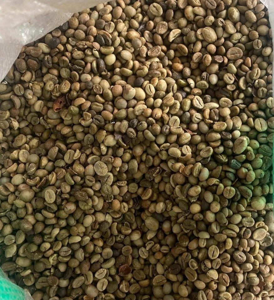 Robusta coffee beans