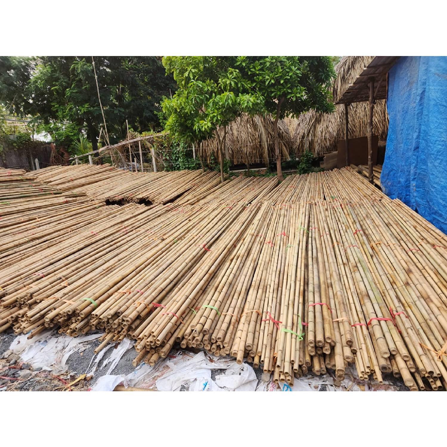 Vietnamese Bamboo Poles Wholesale Price - Raw Bamboo Poles For Gardening And Decoration - Bamboo Pole 100% Natural