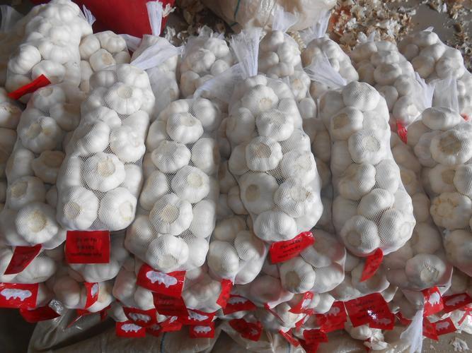 Jinxiang Garlic Image 1
