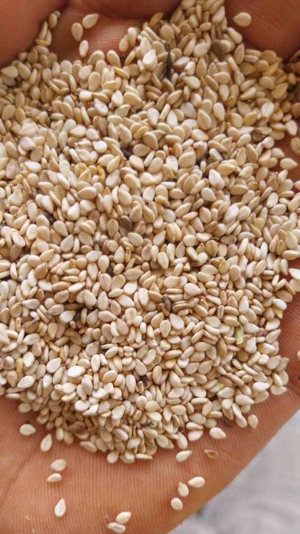 Sesame Seed Image 2