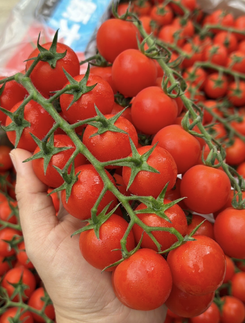 Uniform Size,Rich flavor, and Extended Freshness Cherry Tomatoes 250g,15kg Premium Fresh Edible Cherry Tomatoes – product thumbnail, market insight supplier card