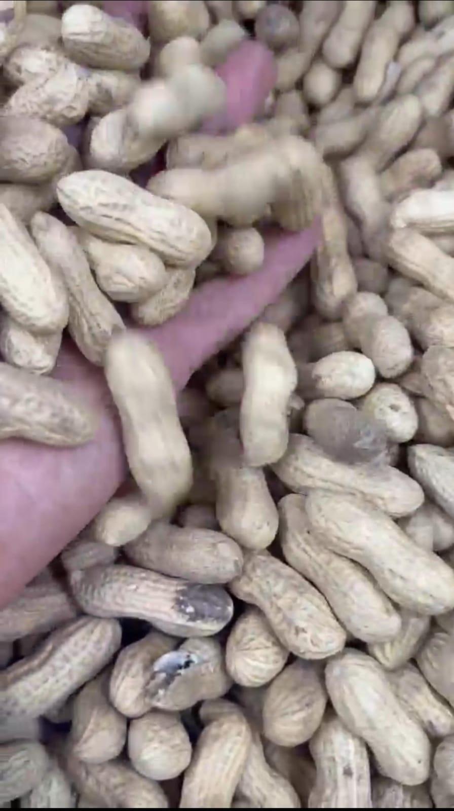 Food & Beverage - Fresh Peanuts