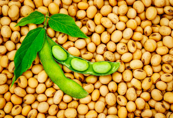 Discover the Top 4 Soybean Suppliers in India - 1