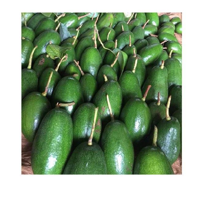 Farm Fresh Produce Fresh Avocado Clean And Sorted Fresh Avocado High Quality Supply