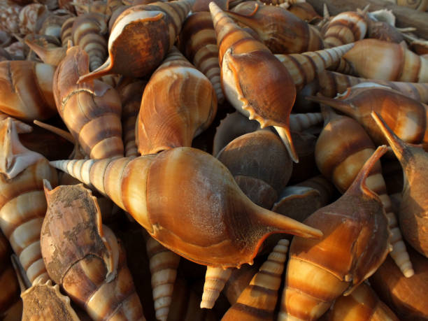 Top 9 Seashells Suppliers in Vietnam in Year 2025