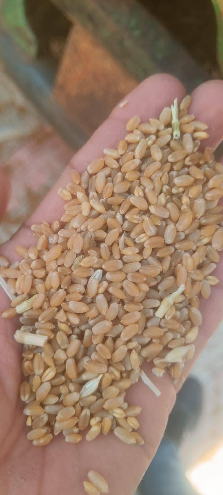 Whole Grain Wheat Image 3