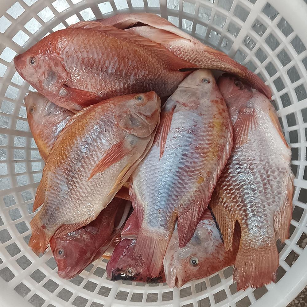 Get to Know the Top 10 Frozen Fish suppliers in South Africa - 4