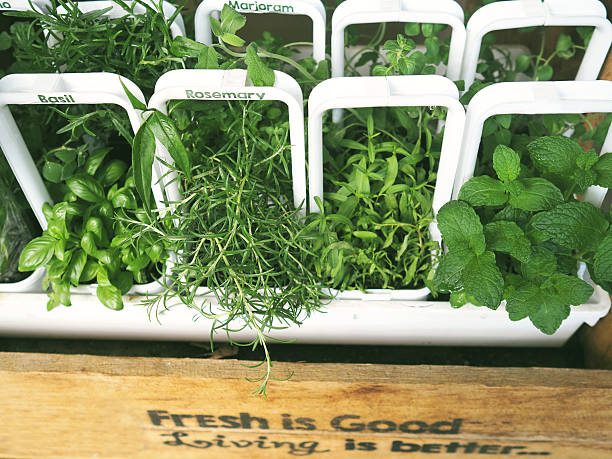 Top 8 Herbs Suppliers in Philippines in Quarter 3 of 2025