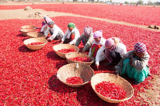 Top 6 Red Chilli Suppliers in Vietnam in Quarter 2 of 2025