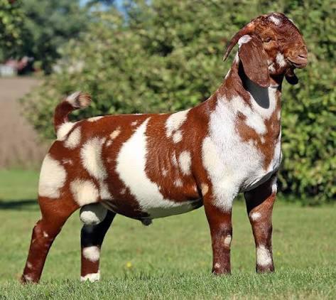 Cheap Price Premium Boer Goats Pure Bloodline Breeding Animals for Professional Goat Farming and Export Worldwide