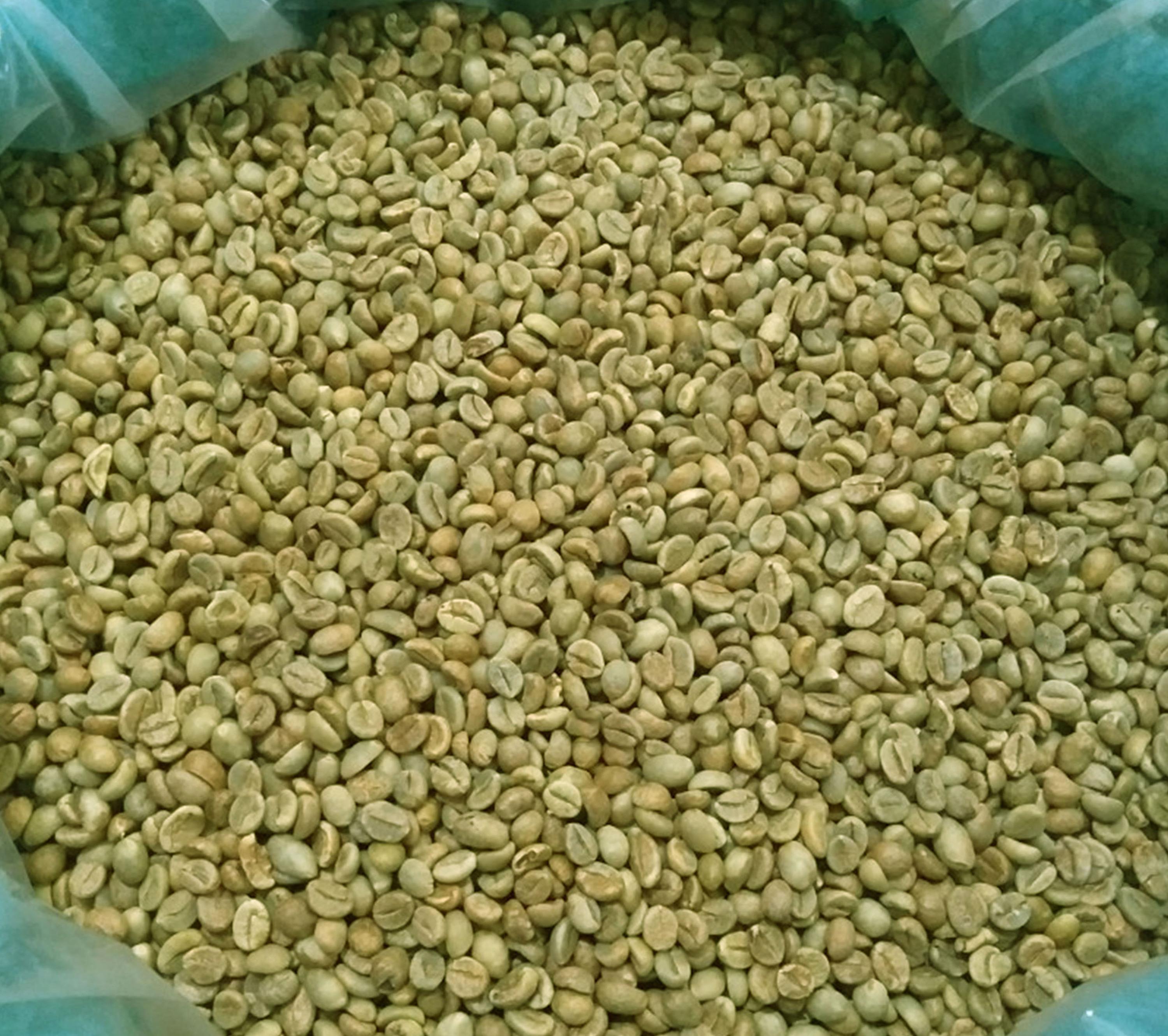 Vietnam Arabica Green Coffee Beans Screen 16 Pure Natural Bulk for Roasting Stable Quality Wholesale Export