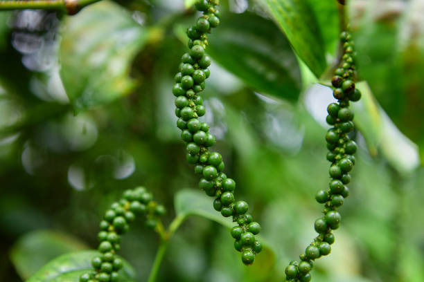 Top 6 Pepper Suppliers in Ukraine in Year 2025: Navigating a Fast-Changing Market