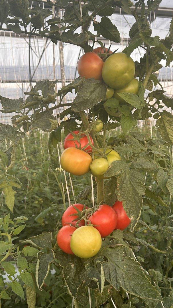 Fresh Tomatoes Bulk