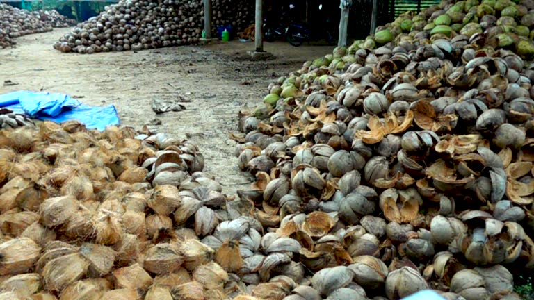 Top 7 Coconut Shell Suppliers in Egypt in Quarter 3 of 2025