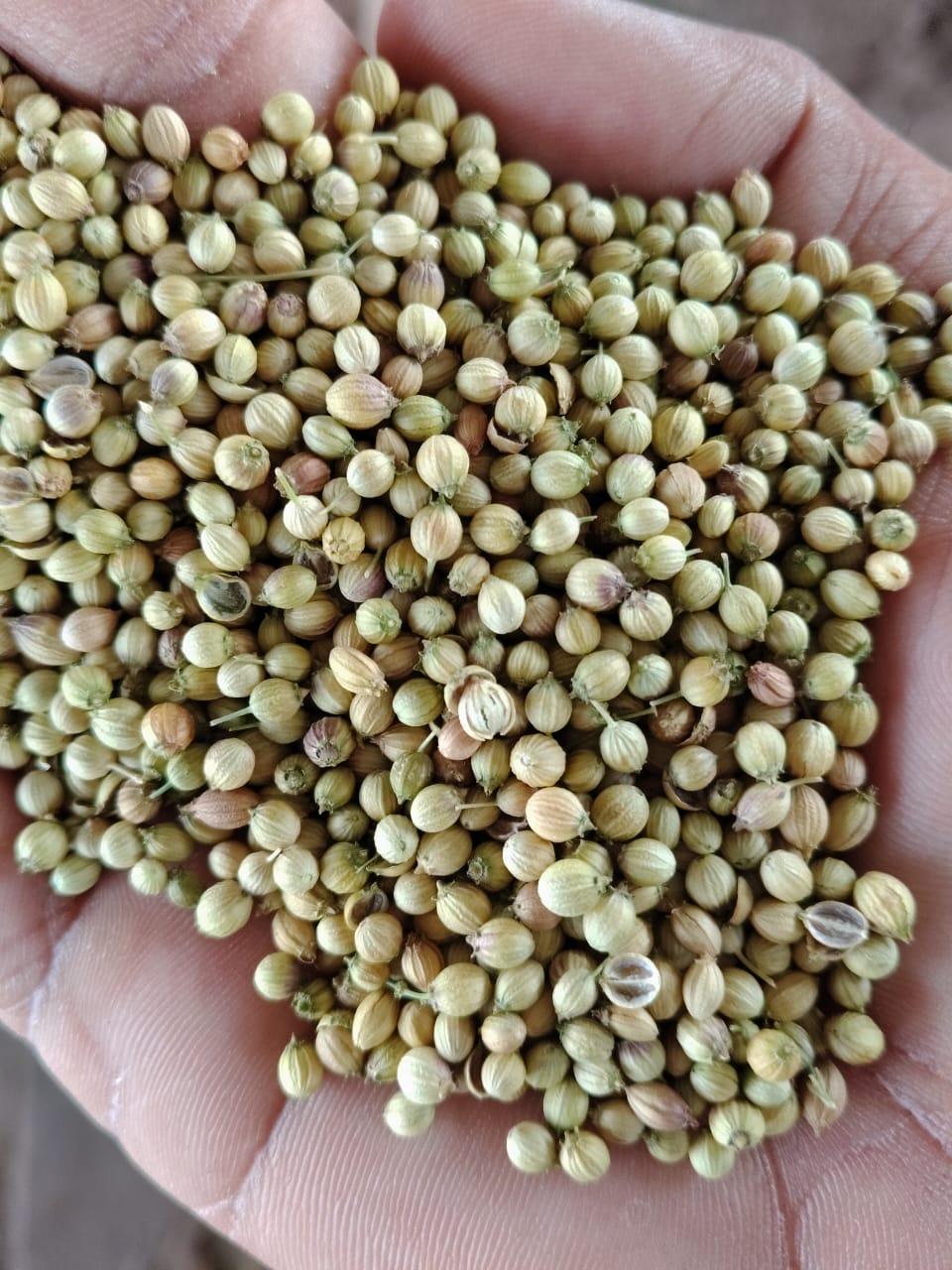 Coriander Superior Grade