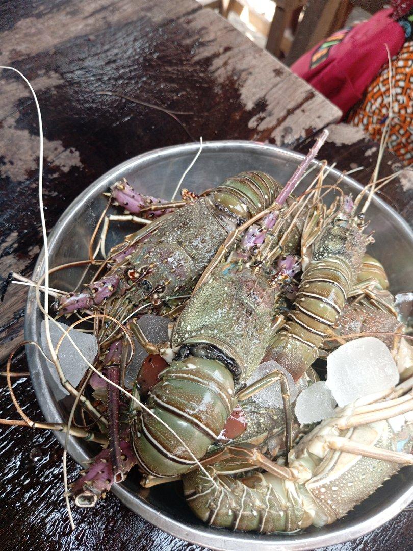 aquarium fish,live and frozen crab, shrimp, prawn,lobster,calamis,fish