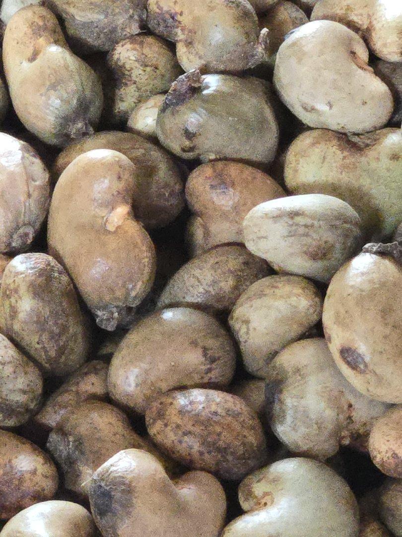 Raw Cashew Nuts in-shell Ogbomosho origin