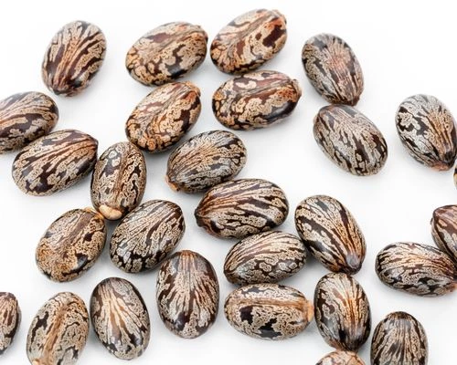 Hybrid Castor Seeds