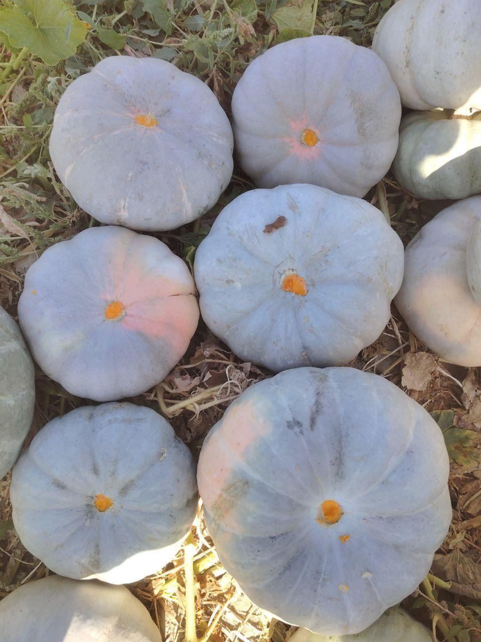 Fresh Pumpkin 3