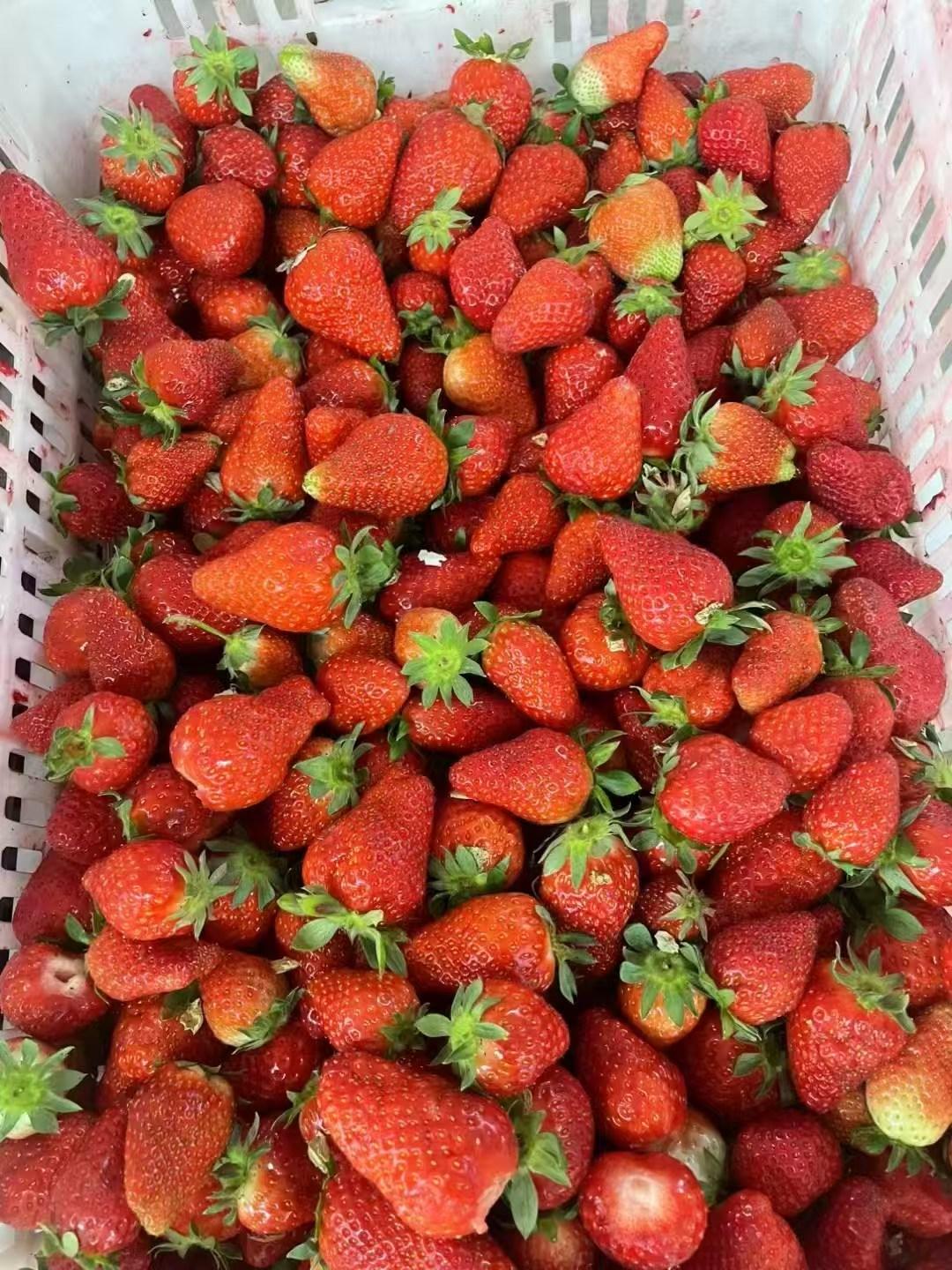 Frozen Fruit Processing