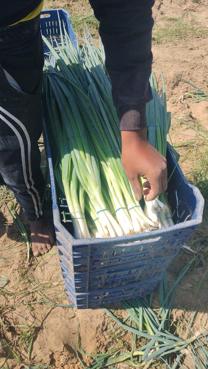 Spring Onion Bunches