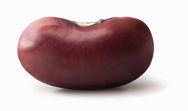 Top 5 Bean Suppliers in Pakistan in Quarter 3 of 2025: Market Shifts, Opportunities & Urgent Buyer Insights