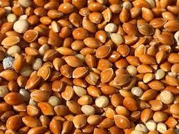Premium Red Millet (Ragi / Finger Millet) Grade A Type Lentil Flavor Earthy Color Reddish-brown Shelf Life Excellent Gluten Status Gluten-free