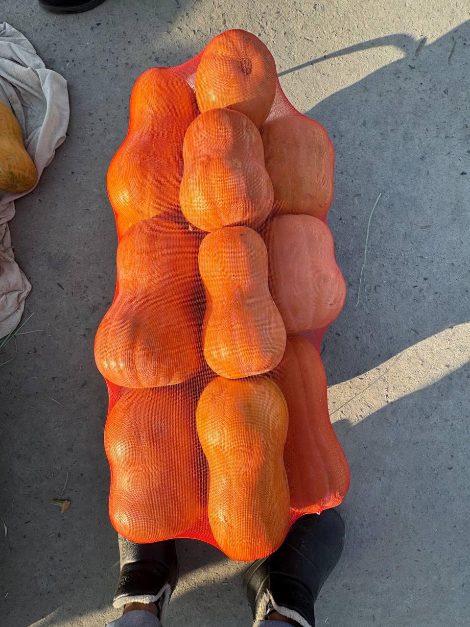 Dried Pumpkin Storage