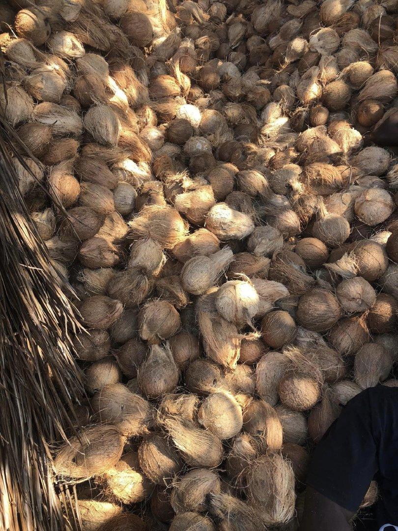 Semi Husk Coconut Image 1