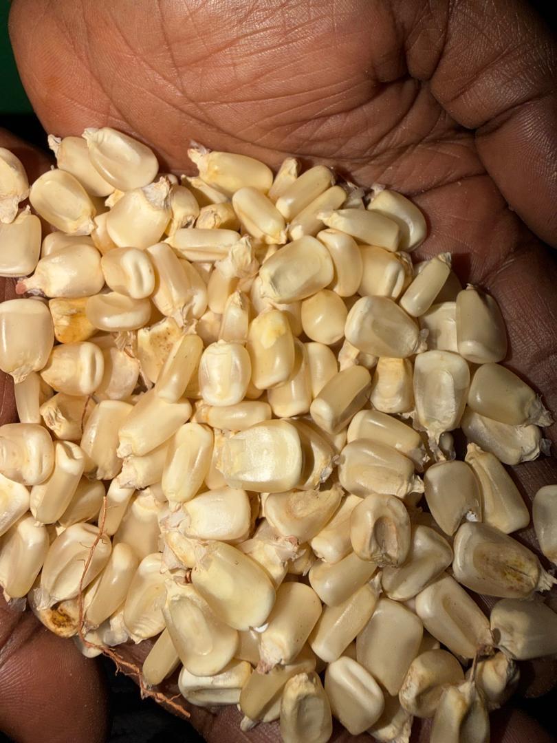 white maize (NON-GMO)