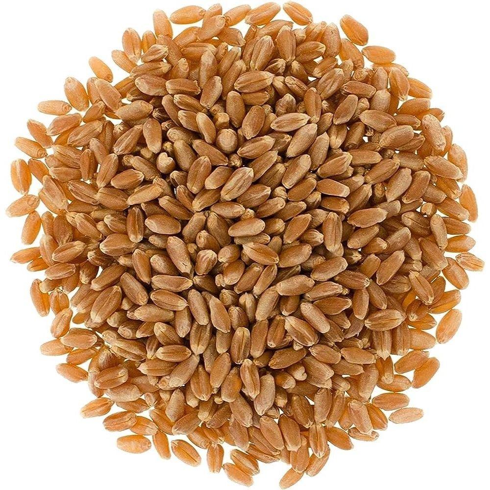 Premium Quality Durum Wheat For Global Food Processing Industries With High Protein Content