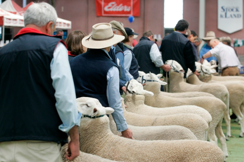 Australian Sheep & Wool Show Revealed: B2B Opportunity - 2