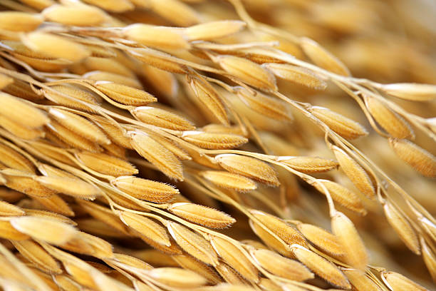 Top 6 Rice Suppliers in Global in Week 11 of 2025: Navigating a Volatile Rice Market