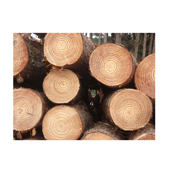 Wholesale Price Pine Wood Logs For Timber For Sale Transport Destination Worldwide