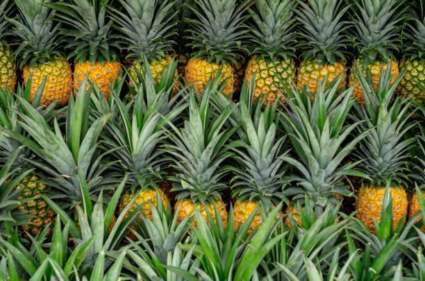 Top 8 Pineapple Suppliers in France in Year 2025: Export Trends, Market Insights & Data-Driven Picks