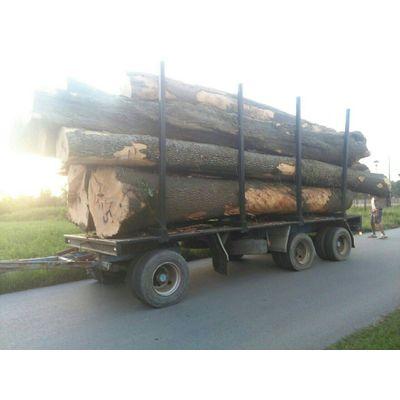 Beech logs 3m+/30cm+ FOR SALE