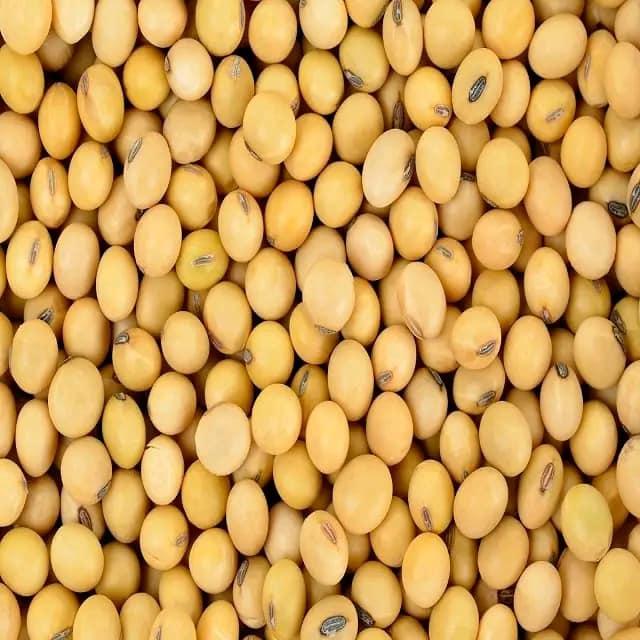 Soybean Field