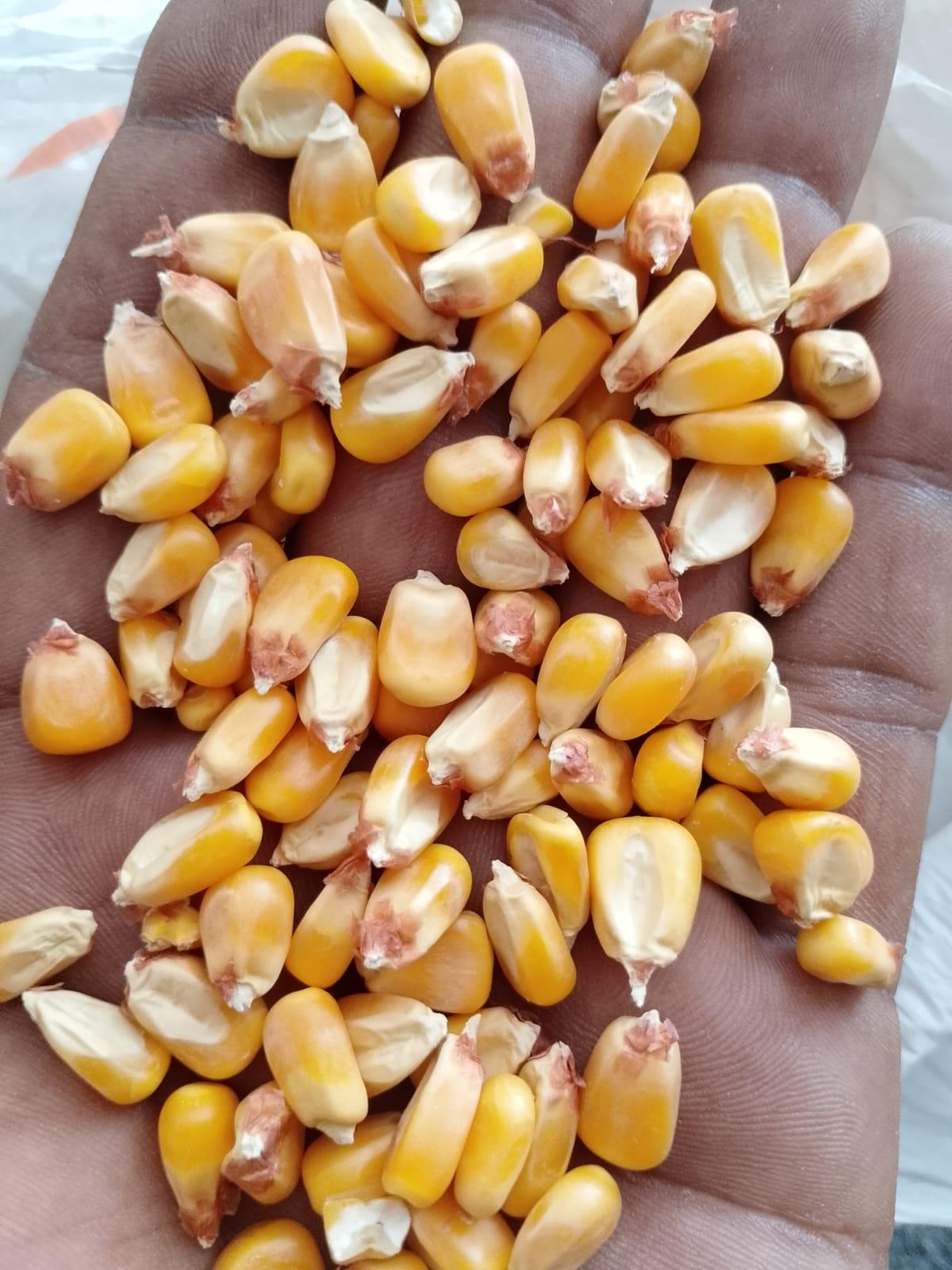 Yellow Maize Corn