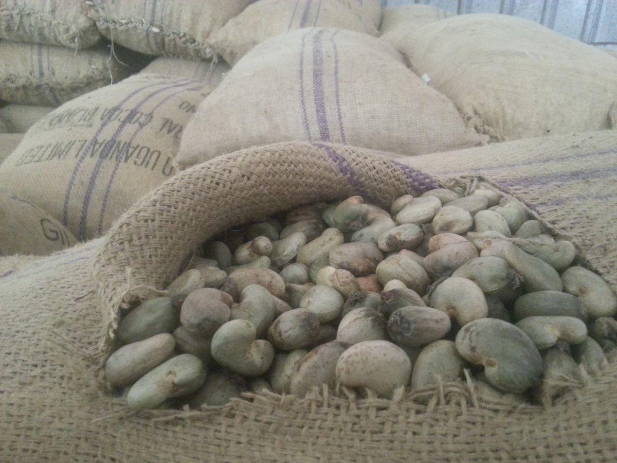 Premium Cashew Nuts – Wholesale Bulk Supply