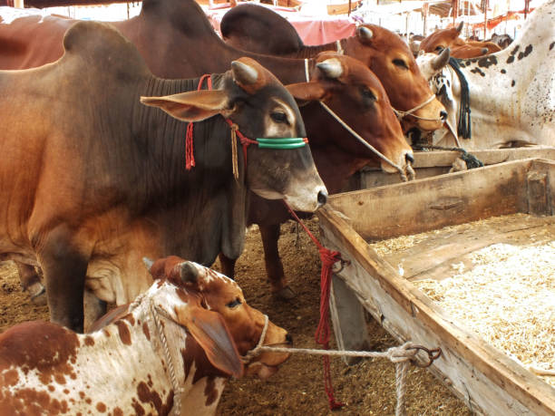 Your Expert Guide to Procuring Top-Tier Cattle: Top 6 Cattle Suppliers in United Kingdom in Year 2025