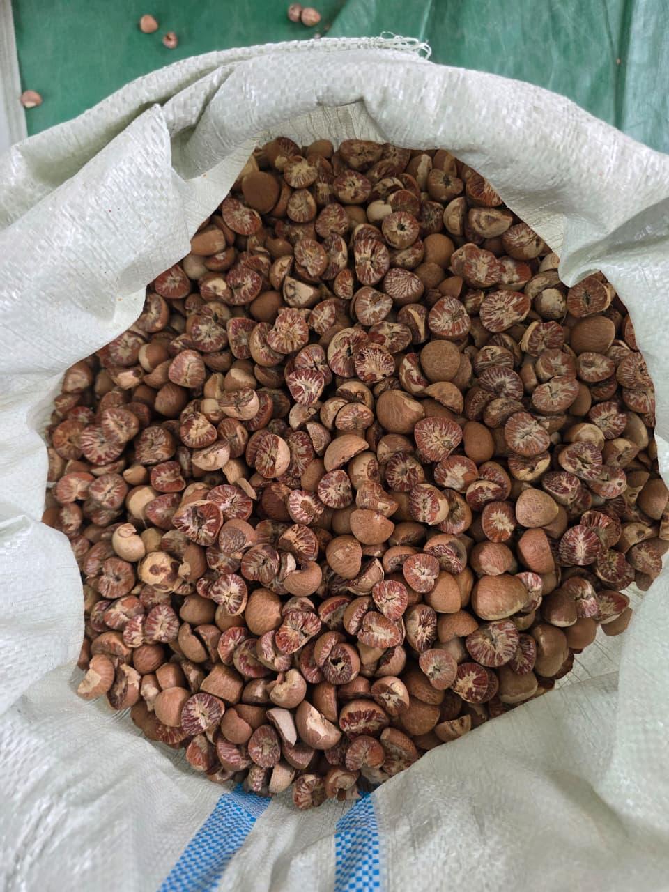 Betelnut
