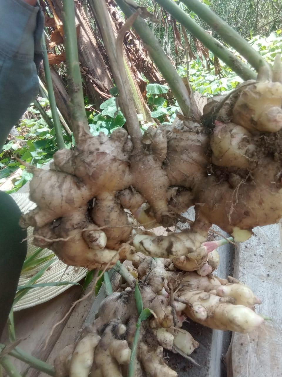 Organic Ginger Image 4