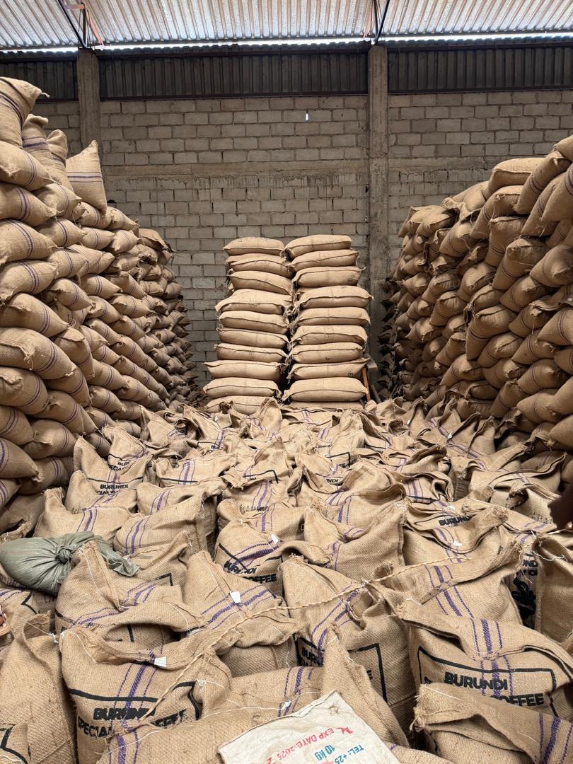 Arabica Green Coffee