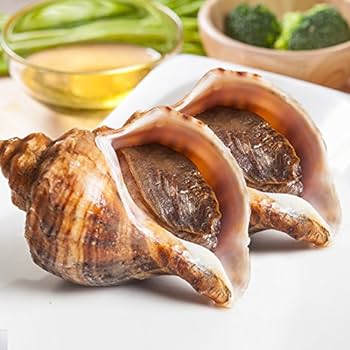 Fresh Conch seafood / abalone