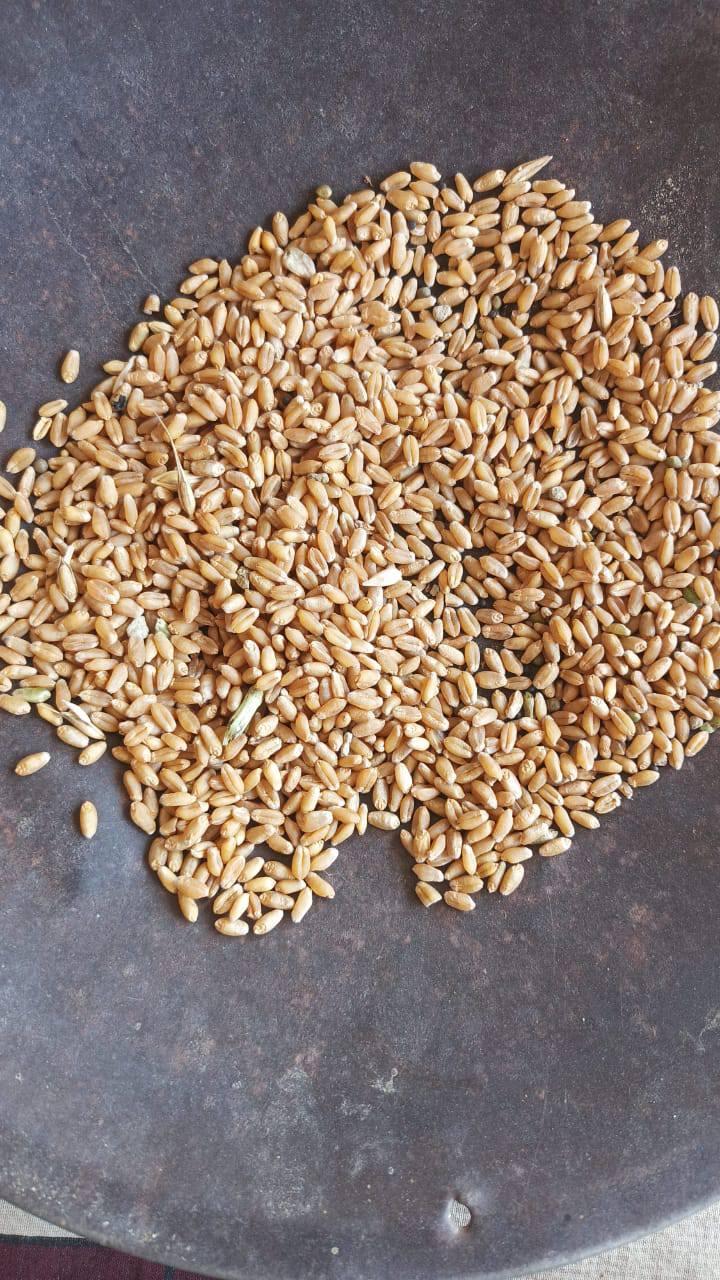 Whole Grain Wheat Image 2