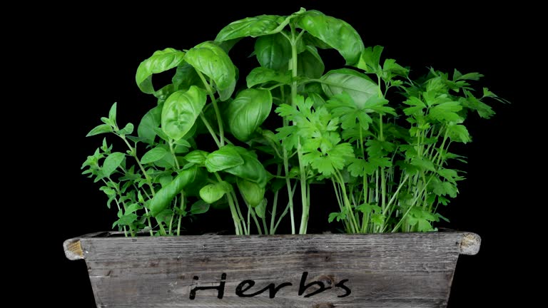 A Comprehensive Guide to Sourcing High-Quality Herbs: Top 10 Herbs Suppliers in Sri Lanka in September 2025